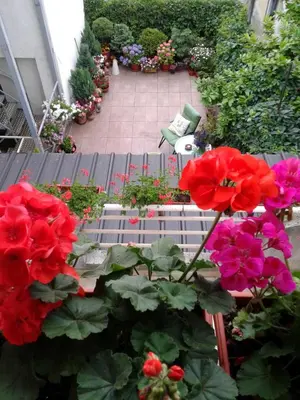 a garden with red flowers and a patio with a bench at Apartments Skadarlija in Belgrade