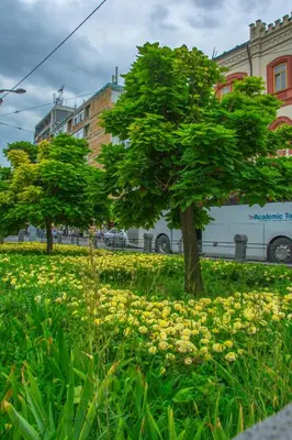 two trees in a field of yellow flowers at Apartment Petra 071 in Belgrade