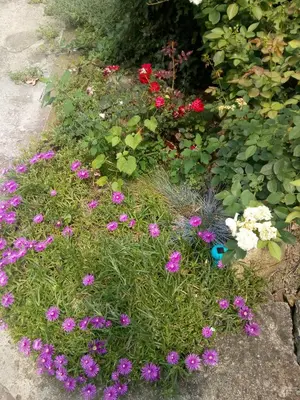 a flower garden with purple and pink flowers at Beograd - apartman 