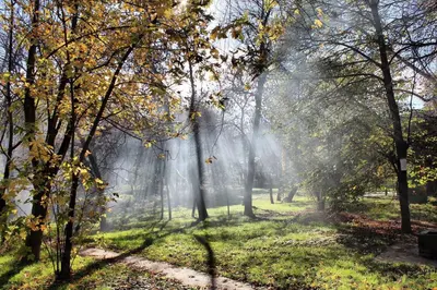 a foggy park with trees and a path at Principessa Apartment in Belgrade