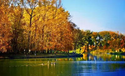 a lake with ducks in the water with trees at Monia Dream Apartment - Belgrade Lake & Fair in Belgrade