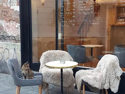 a cat sitting in a chair in front of a table at Villa Skadarlija in Belgrade
