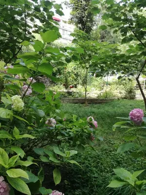 a garden with pink flowers and trees at Vracar Krunska Jamiva in Belgrade