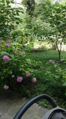 a view of a garden with pink flowers at Vracar Krunska Jamiva in Belgrade