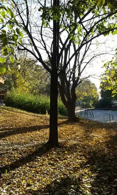 two trees in a park with leaves on the ground at Hostel Oasis in Belgrade