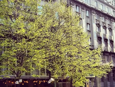 a tree with yellow leaves in front of a building at Supreme Palace Cube in Belgrade