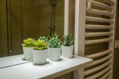 four plants in white pots sitting on a counter at Thomas Residence in Belgrade