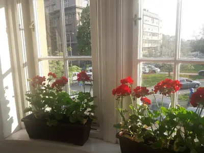 two potted plants sitting on a window sill at Apartment Hana Lux-Cozy Studio Near Danube, Quite & Bright in Belgrade