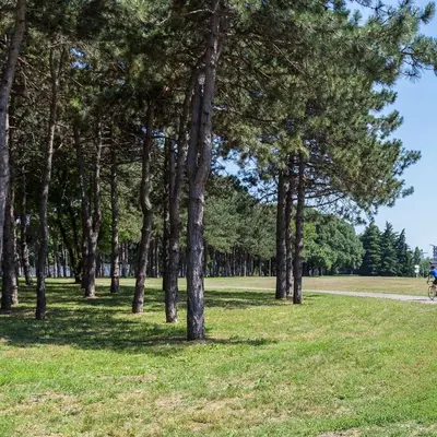 a group of trees in a park with a person riding a bike at GRACE in Tošin Bunar