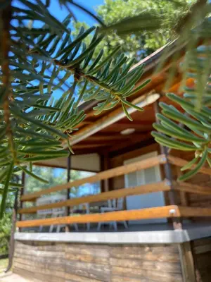 a tree branch with a house in the background at HELONA in Arandjelovac
