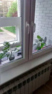 two potted plants sitting on a window sill at Apartman Oslo in Belgrade