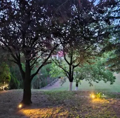 two trees with lights in a park at night at Šumska kuća Atina - Devojački Bunar in Alibunar