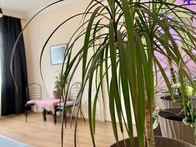 a potted plant in a room with a table at Terazije Square Lux Apartment in Belgrade