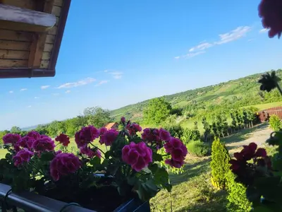 a view from a window of flowers in a vineyard at Vila Stancevic wellness in Sremski Karlovci