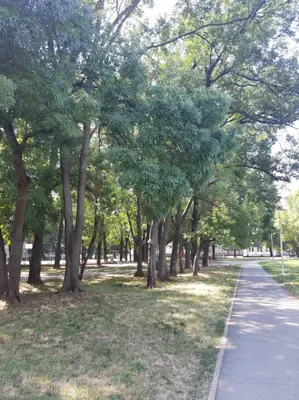 a row of trees in a park next to a sidewalk at Sava river in Belgrade