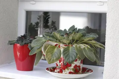 a plant in a red and white vase on a table at ROCK - Studio with 30m2 terrace in Belgrade