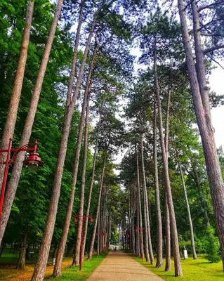 a road lined with tall trees in a park at Lili in Arandjelovac