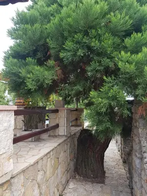 a pine tree sitting next to a stone wall at VILA PEKEČ in Mala Moštanica