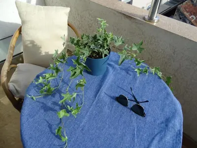 a table with a plant and a pair of sunglasses on it at Blue Apartment in Belgrade