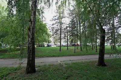 a group of trees in a park with a sidewalk at Ratan in Belgrade
