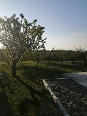 a tree in the grass next to a road at Teja-seosko turističko domaćinstvo in Arandjelovac