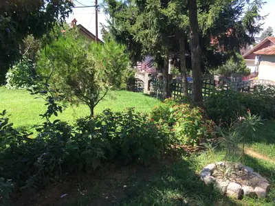 a garden with a tree and some bushes at Apartmani Spasić in Smederevo