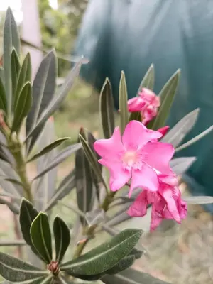 a close up of pink flowers on a plant at Dvoriste Danguba in Nova Pazova