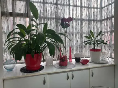 two potted plants sitting on a shelf in a window at Donji Grad in Belgrade