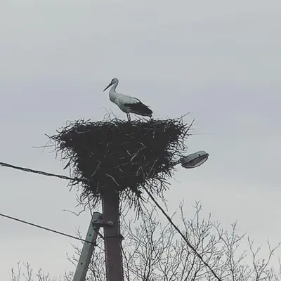a bird sitting on top of a nest on a pole at VisitorsCenter Ivanovo in Ivanovo