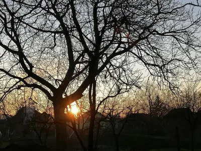a silhouette of a tree with the sun behind it at VisitorsCenter Ivanovo in Ivanovo