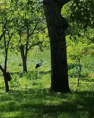 a bird standing in the grass next to a tree at VisitorsCenter Ivanovo in Ivanovo