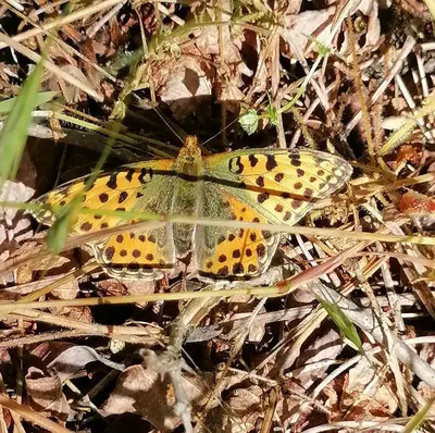 a yellow and black butterfly sitting on the ground at VisitorsCenter Ivanovo in Ivanovo