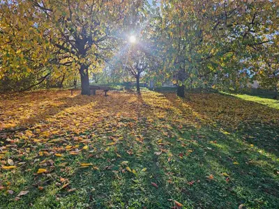 a park with trees and leaves on the grass at Vila POGLED in Arandjelovac