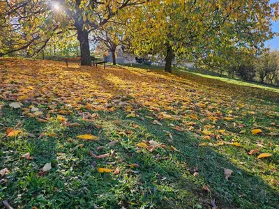 a field of leaves on the grass in a park at Vila POGLED in Arandjelovac
