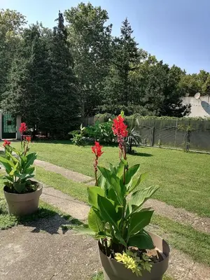 two potted plants are sitting in a yard at Apartman Garden House in Voždovac