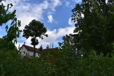 a house with a tree in the middle of trees at Baberius in Babe