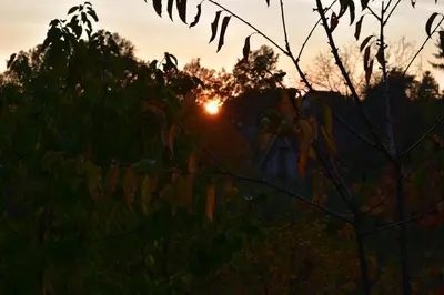 a sunset in a field with trees in the foreground at Baberius in Babe