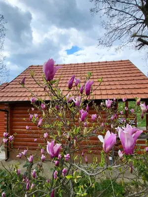 a tree with pink flowers in front of a house at Baberius in Babe