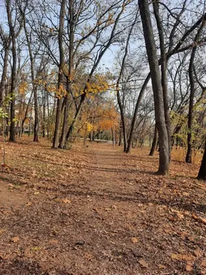 a field with trees and leaves on the ground at Apartman 57 in Vračar (historical)