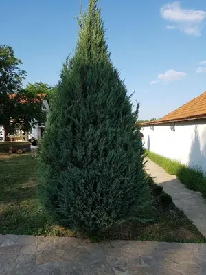a small pine tree in a yard next to a house at Vikendica Lešić in Čortanovci