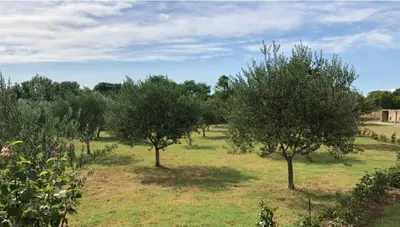 a row of trees in a field of grass at Vikendica Lešić in Čortanovci
