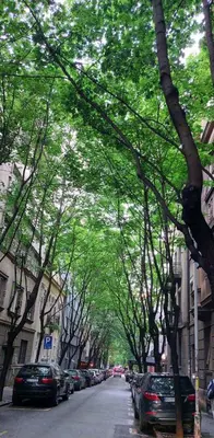 a tree lined street with cars parked on the street at Gala City Center Apartman in Belgrade