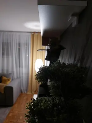 a living room with a couch and a plant at Apartman 22 in Belgrade