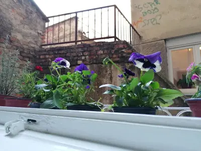 a group of pansies in a window sill at Central location for you in Belgrade