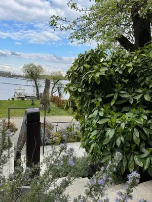 a large green bush next to a body of water at Bora kuće na reci in Belgrade