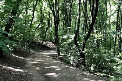 a dirt road in a forest with trees at Cozy green house (free parking spot) in Belgrade