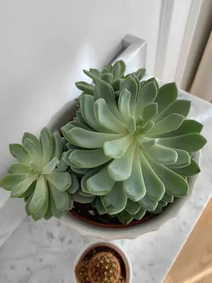 a green plant in a bowl on a table at Lolita Lux - Belgrade Waterfront in Belgrade