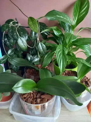 three potted plants sitting on a table at Luna Apartment in Surčin