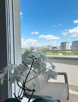 a white flower sitting on a chair in a window at Cozy nest SAVADA in Belgrade