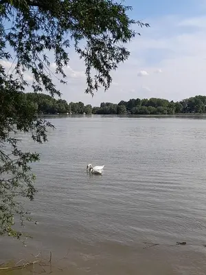 a white swan swimming in a large lake at Vila Marina in Kovin